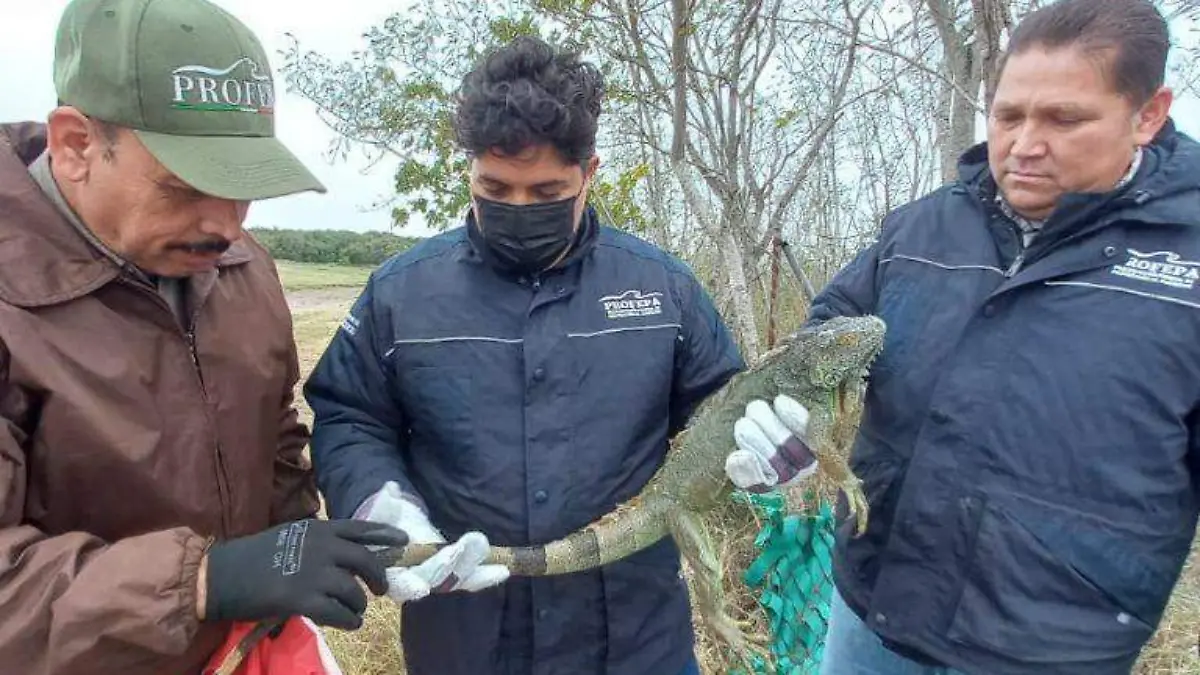 Al rescate de las iguanas de la laguna del Carpintero ante frente frío 